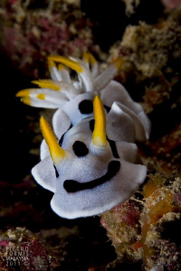 Curious nudi by Pietro Formis 